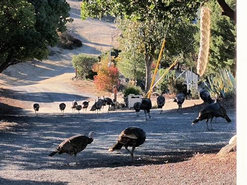 Turkeys invade