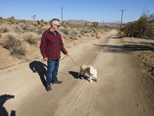 Walking with two bad paws in Joshua Tree