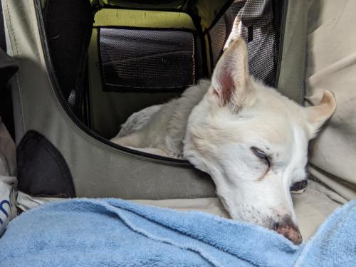 Nap time in the car