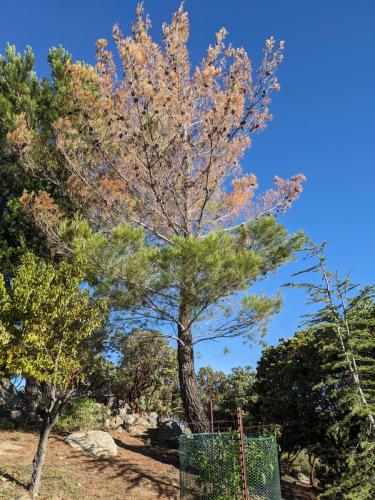 Pine tree has beetle damage